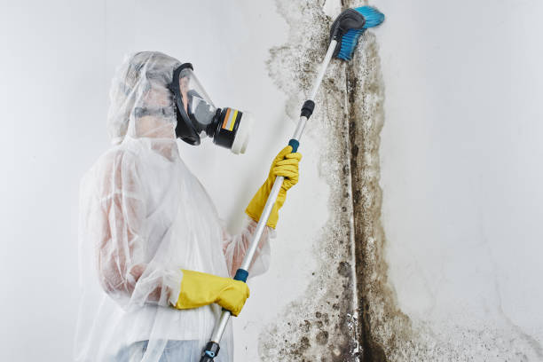 Best Local Mold Removal Service  in Cusseta, GA
