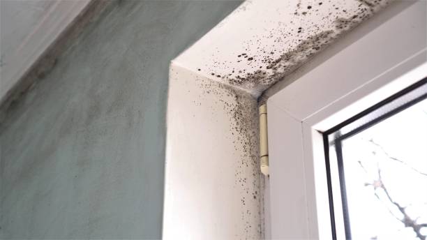 Best Home Mold Removal  in Cusseta, GA