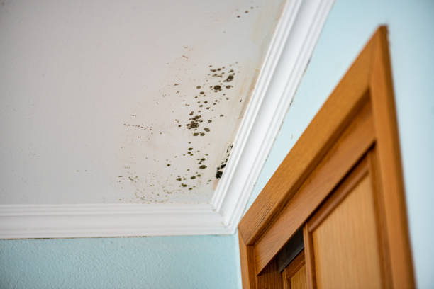 Best Emergency Mold Removal  in Cusseta, GA