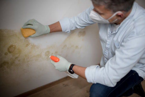 Best Local Mold Removal Service  in Cusseta, GA