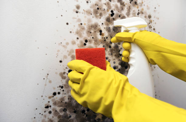 Best Black Mold Removal  in Cusseta, GA