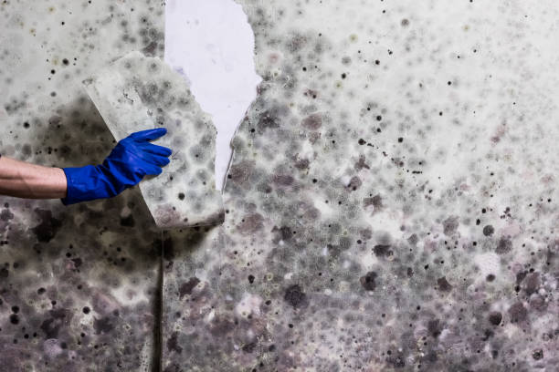Best Toxic Mold Removal  in Cusseta, GA