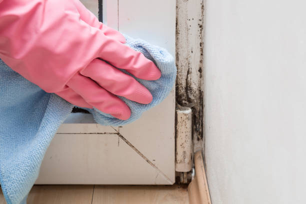 Best Certified Mold Removal  in Cusseta, GA